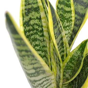 AMERICAN PLANT EXCHANGE Sansevieria Trifasciata Snake Laurentii Live Plant, 6" Pot, Green