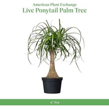 American Plant Exchange Live Ponytail Palm Tree, Bottle Palm Tree, Elephant’s Foot Plant, Plant Pot for Home and Garden Decor, 6" Pot