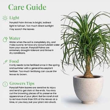 American Plant Exchange Live Ponytail Palm Tree, Bottle Palm Tree, Elephant’s Foot Plant, Plant Pot for Home and Garden Decor, 6" Pot