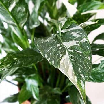 American Plant Exchange Variegated Spathiphyllum Domino Peace Lily Live Plant, 6" Pot, Top Indoor Air Purifier