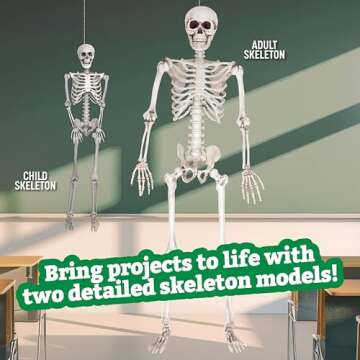 Life Size Human Skeleton Model for Anatomy Study- Scientific Body w Movable Joints, Arms & Legs- Skeletal System Details for School Classroom, Medical Learning- Full Structure Feat. Skull, Ribs & More