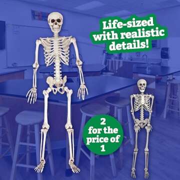 Life Size Human Skeleton Model for Anatomy Study- Scientific Body w Movable Joints, Arms & Legs- Skeletal System Details for School Classroom, Medical Learning- Full Structure Feat. Skull, Ribs & More