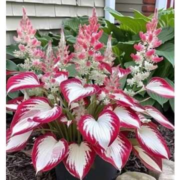 hosta Plant Seeds 100pcs White red