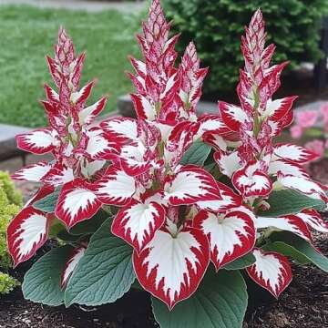 hosta Plant Seeds 100pcs White red