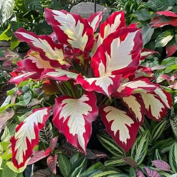 hosta Plant Seeds 100pcs White red