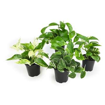 Live Pothos Plants (4PK) Indoor Plants Live Houseplants, Pothos Live Plant House Plants, Money Plant Indoor Pothos Plant Decor, Devils Ivy Trailing Plants Live by Plants for Pets,Black