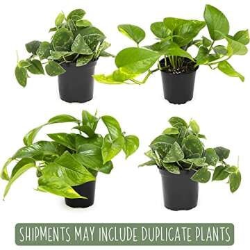 Live Pothos Plants (4PK) Indoor Plants Live Houseplants, Pothos Live Plant House Plants, Money Plant Indoor Pothos Plant Decor, Devils Ivy Trailing Plants Live by Plants for Pets,Black