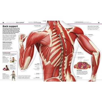 Knowledge Encyclopedia Human Body! (DK Knowledge Encyclopedias)