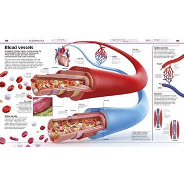 Knowledge Encyclopedia Human Body! (DK Knowledge Encyclopedias)