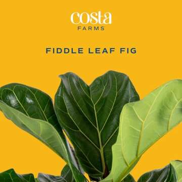 Costa Farms Fiddle Leaf Fig, Live Indoor Floor Plant, Ficus Lyrata Tropical Houseplant Potted in Potting Soil with Grow Pot, Gardening, New Home Gift, Room Décor, 1-2 Feet Tall