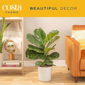 Costa Farms Fiddle Leaf Fig, Live Indoor Floor Plant, Ficus Lyrata Tropical Houseplant Potted in Potting Soil with Grow Pot, Gardening, New Home Gift, Room Décor, 1-2 Feet Tall