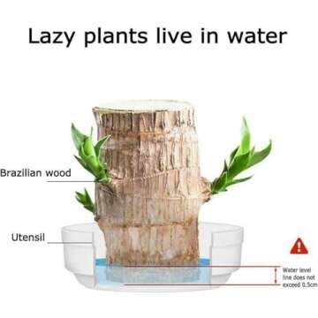 YEBLEM Brazilian Wood Plant,Fortune Brazil Wood Potted Plant,Brazilian Wood Hydroponic Plant, Brazilian Lucky Wood,Mini Brazil Wood for Desktop Decoration, with Plastic Tray (D)