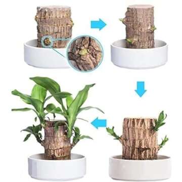 YEBLEM Brazilian Wood Plant,Fortune Brazil Wood Potted Plant,Brazilian Wood Hydroponic Plant, Brazilian Lucky Wood,Mini Brazil Wood for Desktop Decoration, with Plastic Tray (D)