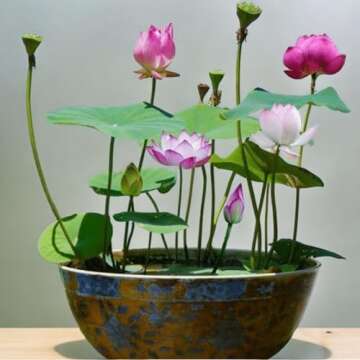 Mixed Pink Red Green Lotus Seeds for Planting