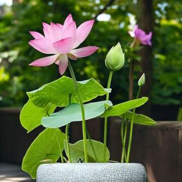 Mixed Pink Red Green Lotus Seeds for Planting