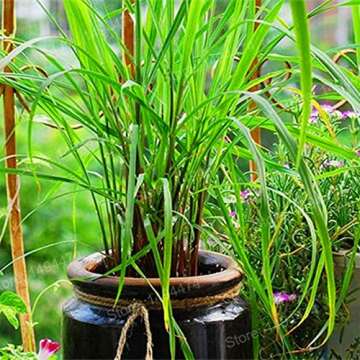 American Plant Exchange Lemon Grass Fragrant, Medicinal Herb Live Plant, 6" Pot, Natural Mosquito Repellent