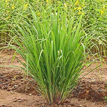 American Plant Exchange Lemon Grass Fragrant, Medicinal Herb Live Plant, 6" Pot, Natural Mosquito Repellent