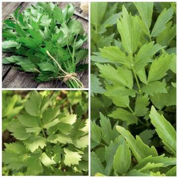 Seed Needs Lovage Seeds for Planting - Non-GMO, Heirloom & Untreated - Organically Grow Your own Medicinal/Culinary Herb Garden Indoors or Outdoors (5 Packs)