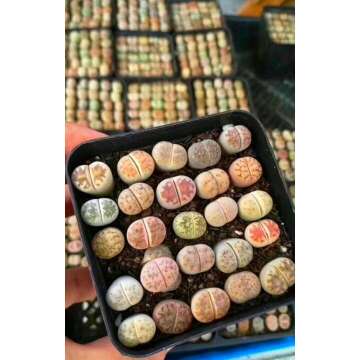 Lithops Seeds & Germination Kit - 25 High Germination Seeds