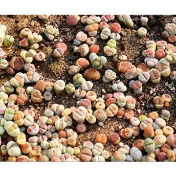 Lithops Seeds & Germination Kit - 25 High Germination Seeds