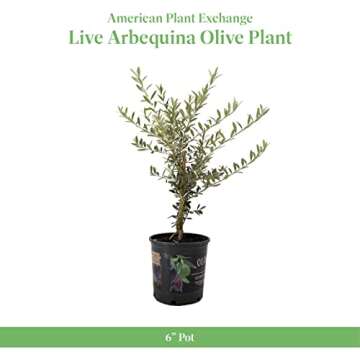 American Plant Exchange Live Olive Tree, Arbequina – Real Fruiting, Edible Indoor/Outdoor Houseplant – Medium 7.5-Inch Pot, Perfect for Home, Office, Patio & Garden Décor