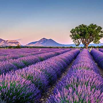 Harvest 2024-12 Sachets of Lavender from French Provence (Violet, 12 Sachets)