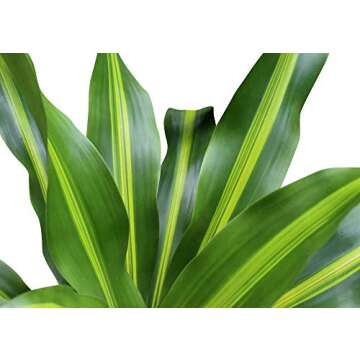 American Plant Exchange Dracaena Massangeana Corn, Worry Free Live Plant, 6" Pot, Indoor/Outdoor Air Purifier