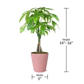 Just Add Ice JA5186 Money Tree in Matte Pink Pottery, Live Indoor Plant, Easy Care, Fully Rooted, Pink Home Decor, Blush Décor Accents, Good Luck Gift, Living Pachira Macrocarpa, 5" Diameter, 16" Tall