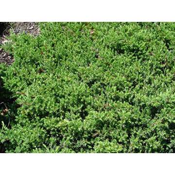 Blue Pacific Juniper (Juniperus Conferta 'Blue Pacific') - live potted plant in trade 2 gallon pot. Aromatic, blue-toned needles produce a short, wide growth habit. Spreading Juniper