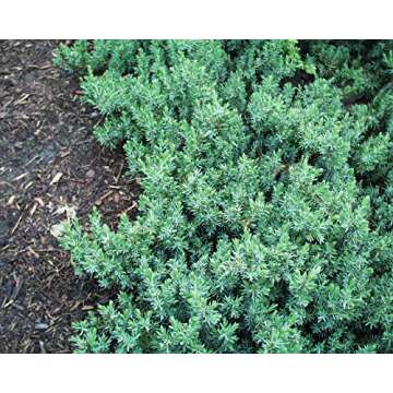 Blue Pacific Juniper (Juniperus Conferta 'Blue Pacific') - live potted plant in trade 2 gallon pot. Aromatic, blue-toned needles produce a short, wide growth habit. Spreading Juniper