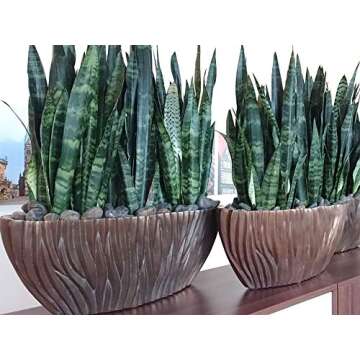 American Plant Exchange Green Sansevieria Trifasciata Zeylanica Live Plant, 6" Pot