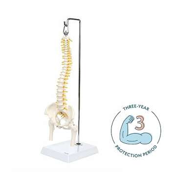 Axis Scientific 15.5" Mini Spine Model, Spine Model with Nerves, Arteries, Lumbar Column, Male Pelvis - Flexible Vertebra Spine Anatomy Model Plastic Spine Model - Includes Stand and Product Manual