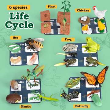 Life Cycle Learning Toys For Kids 25 Piece Sets