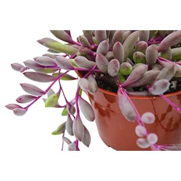 Live Succulent 4" Othonna Capensis Ruby Necklace, Succulents Plants Live, Succulent Plants Fully Rooted, House Plant for Home Office Decoration, DIY Projects, Party Favor Gift by The Succulent Cult