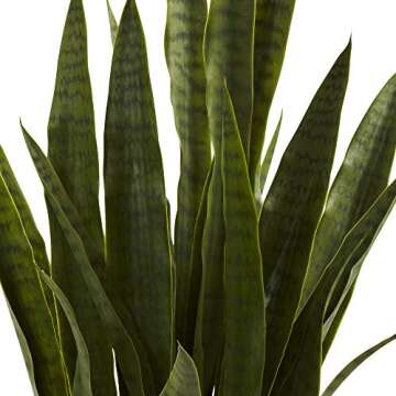 35in. Green Sansevieria in Stylish Black Planter