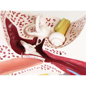 American Educational Large Ear Model