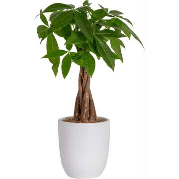 Costa Farms Money Tree, Easy to Grow Live Indoor Plant, Bonsai Houseplant in Ceramic Planter Pot, Potting Soil, Home Décor, Gardening, Birthday, Housewarming, 12-16 Inches Tall