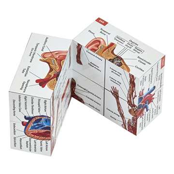 Human Anatomy Study Cube | Study 9 Parts of The Human Body | Perfect Anatomy Revision Guide | Addictive Anatomy Model Cube | Great Gift for Nurse, Dentist, Medical Students