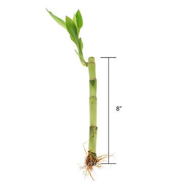 NW Wholesaler - 8" Live Lucky Bamboo Plant - Bundle of 10 Stalks - Live Indoor Houseplants for Home Decor, Live Bamboo Plant, Indoor Low Light Plants, Feng Shui