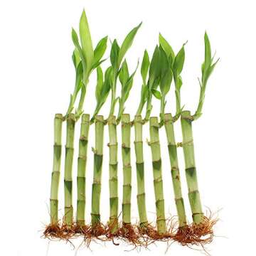 NW Wholesaler - 8" Live Lucky Bamboo Plant - Bundle of 10 Stalks - Live Indoor Houseplants for Home Decor, Live Bamboo Plant, Indoor Low Light Plants, Feng Shui