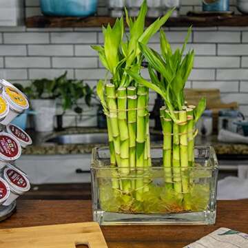 NW Wholesaler - 8" Live Lucky Bamboo Plant - Bundle of 10 Stalks - Live Indoor Houseplants for Home Decor, Live Bamboo Plant, Indoor Low Light Plants, Feng Shui