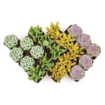 Succulents Plants Live (20PK) Potted Succulent Plants Live House Plants, Cactus Plants Live Plants Indoor Plants Live Houseplants, Indoor Plant Succulents Live Plant House Plant by Plants for Pets