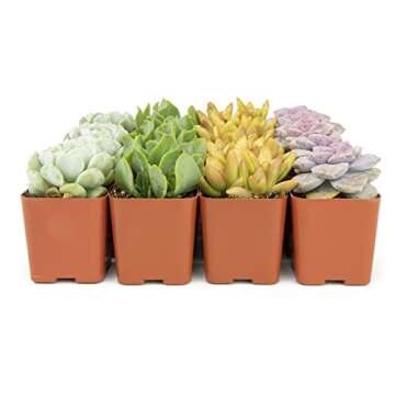 Succulents Plants Live (20PK) Potted Succulent Plants Live House Plants, Cactus Plants Live Plants Indoor Plants Live Houseplants, Indoor Plant Succulents Live Plant House Plant by Plants for Pets