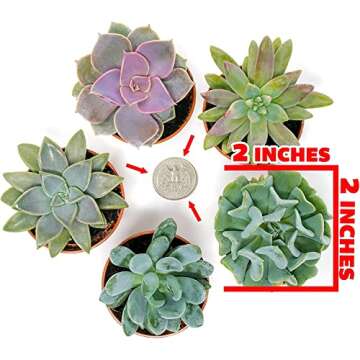 Succulents Plants Live (20PK) Potted Succulent Plants Live House Plants, Cactus Plants Live Plants Indoor Plants Live Houseplants, Indoor Plant Succulents Live Plant House Plant by Plants for Pets