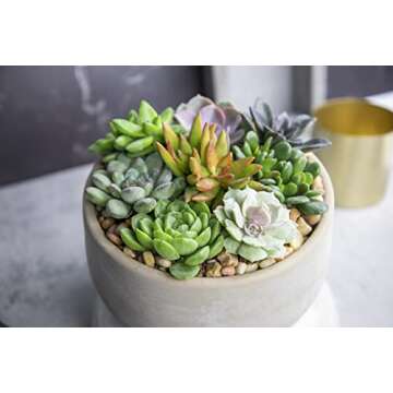 Succulents Plants Live (20PK) Potted Succulent Plants Live House Plants, Cactus Plants Live Plants Indoor Plants Live Houseplants, Indoor Plant Succulents Live Plant House Plant by Plants for Pets