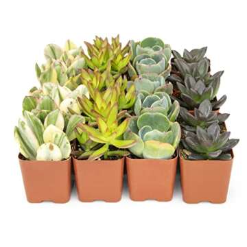 Succulents Plants Live (20PK) Potted Succulent Plants Live House Plants, Cactus Plants Live Plants Indoor Plants Live Houseplants, Indoor Plant Succulents Live Plant House Plant by Plants for Pets