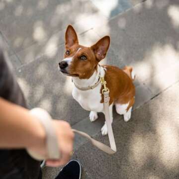 NINA WOOF Leather Dog Leash - Cupertino - Beige Slim Leash with Reinforced Hardware, European Design Soft Dog Collars, Harnesses & Leashes, 4ft