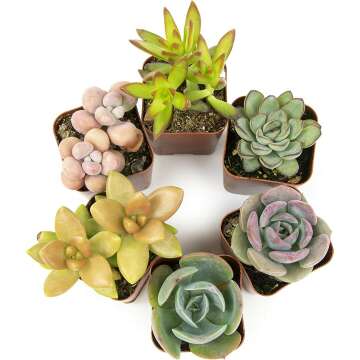 Live Succulents 6PK