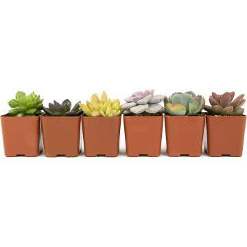 Live Succulents 6PK