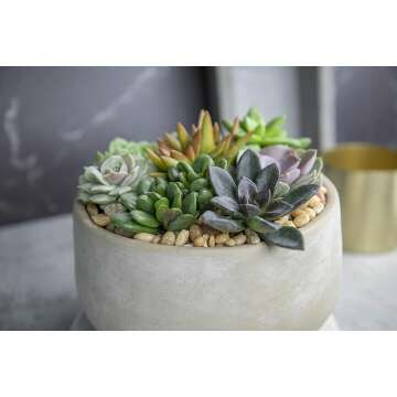 Live Succulents 6PK